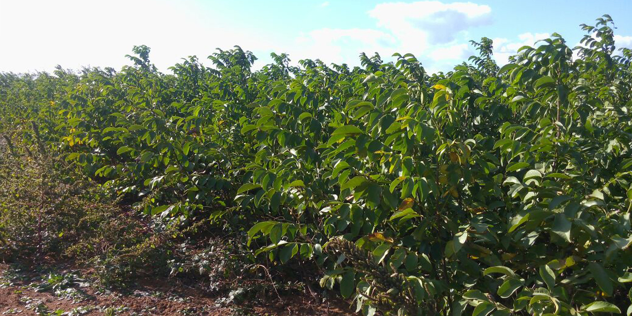 Ceviz fidanı nedir?