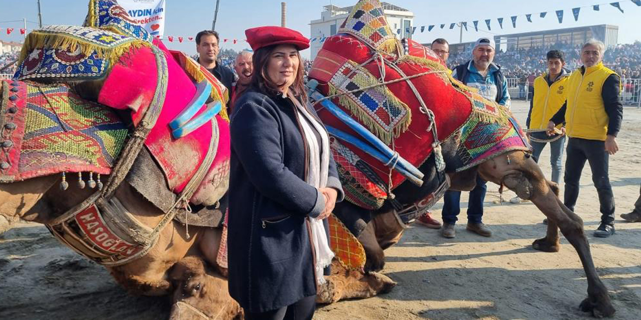 Aydın’da 160 deve kıran kırana güreşti