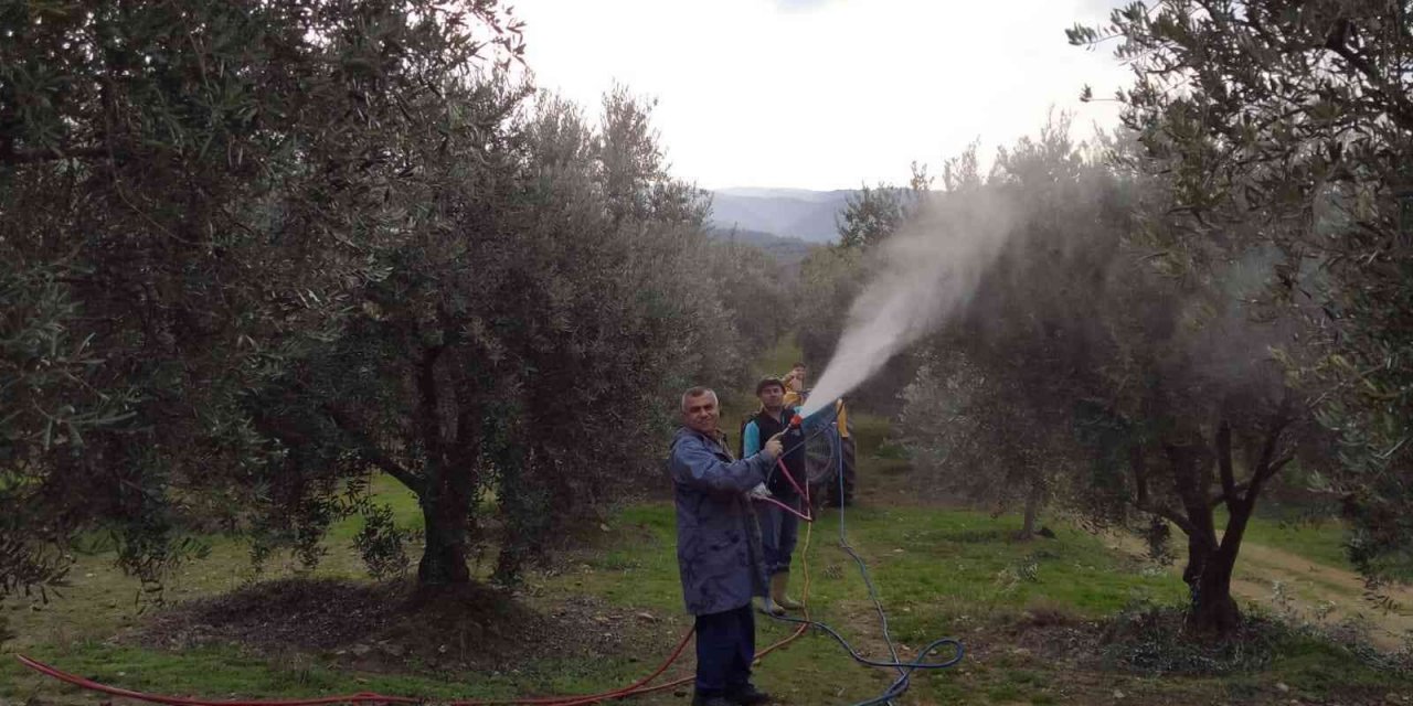 Baraj gölü deniz etkisi yaptı zeytinde bereket arttı