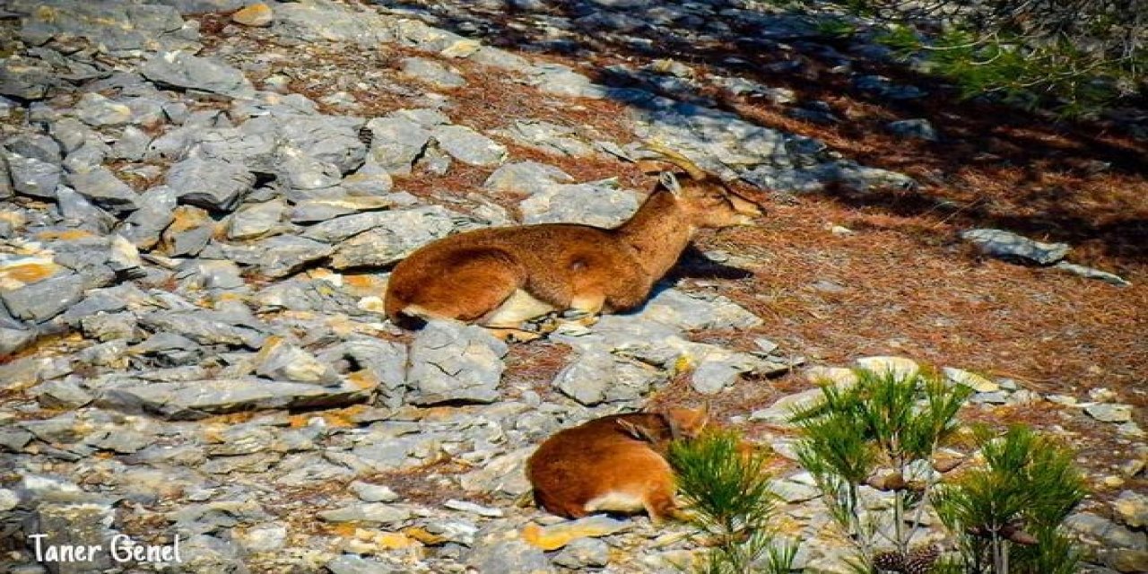 Muğla’da yaban keçileri görüntülendi
