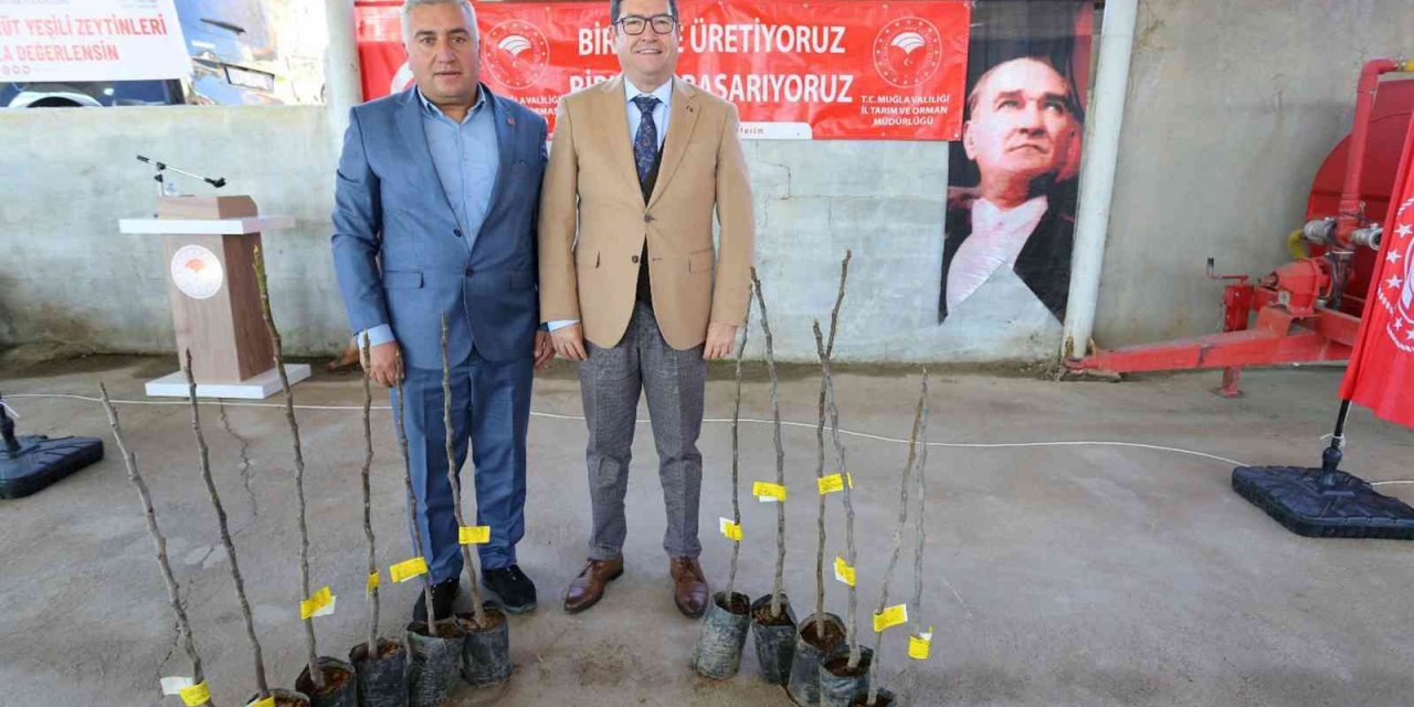 Menteşe’de 3 kırsal mahalleye 4 bin adet incin fidanı dağıtıldı