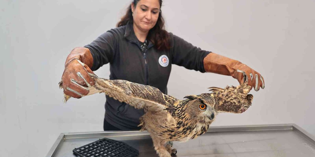 Yaban dostlarına şefkat eli