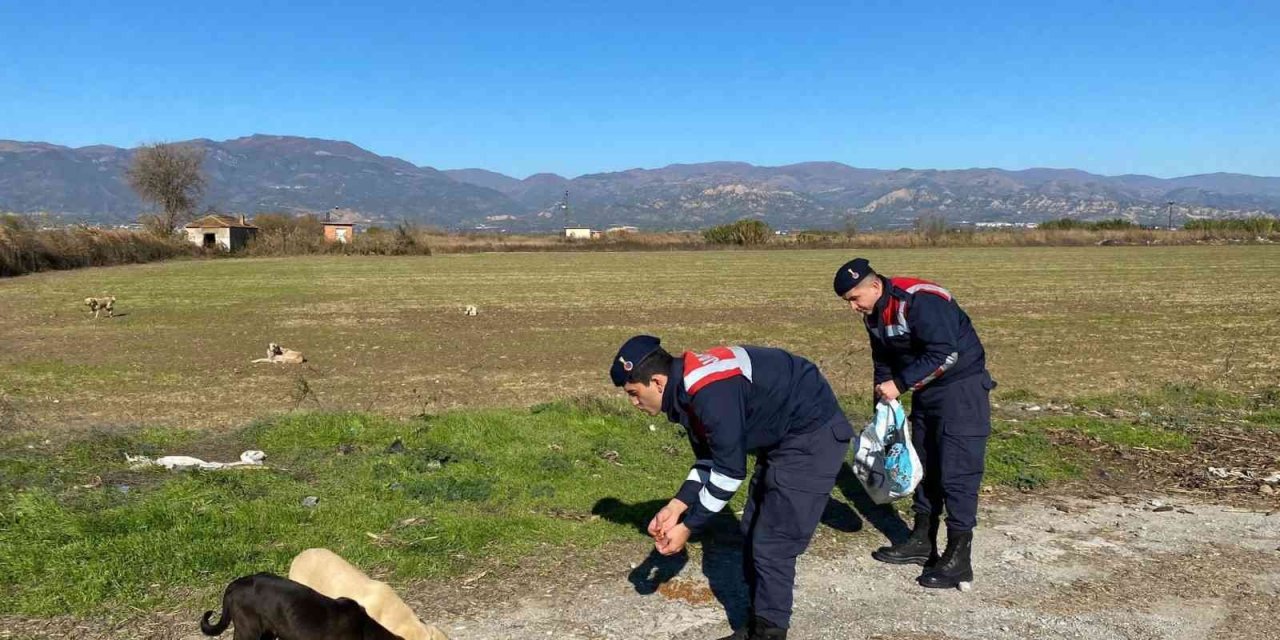 Jandarma sokak hayvanlarını unutmadı