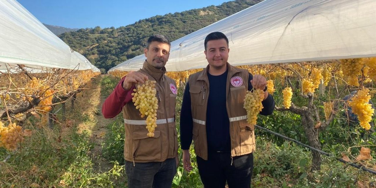 Sarıgöl’de yılın son üzüm hasadı yapıldı