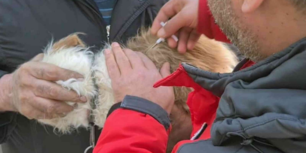Muğla’da 37 bin havyana mikroçip takıldı