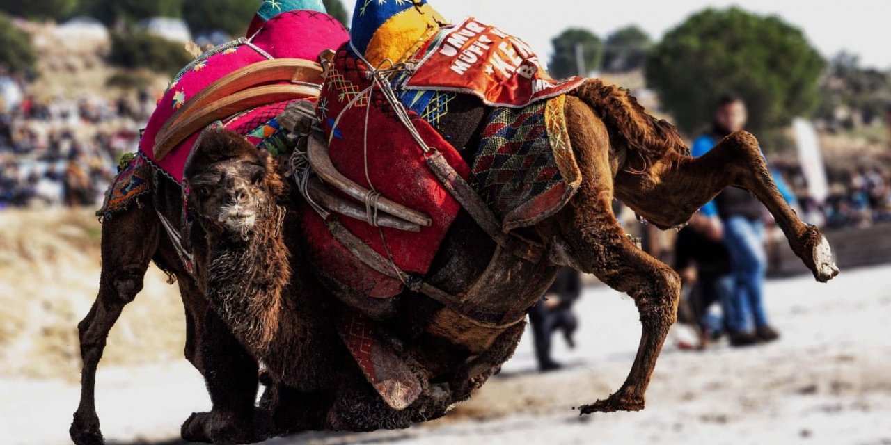Yeni yılın ilk deve güreşi İncirliova’da yapılacak