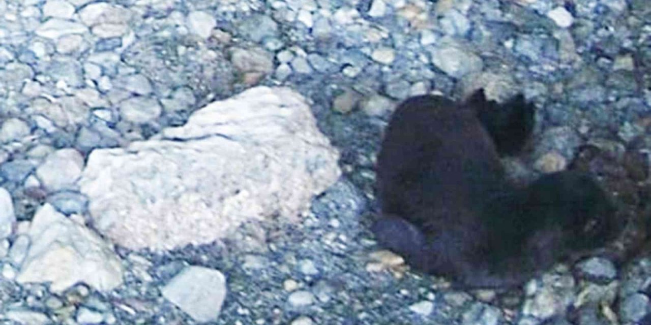 Yeni doğan Akdeniz Fokunu isim aranıyor