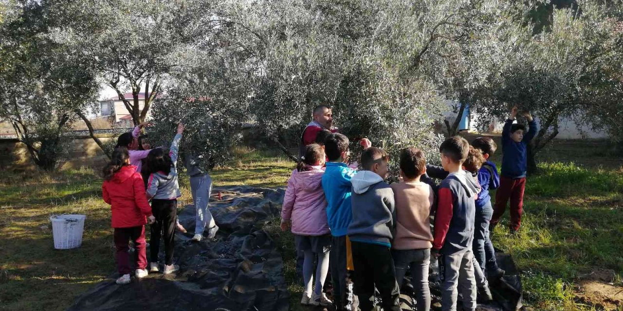 Anne babaları dikmişti, çocukları hasat yaptı