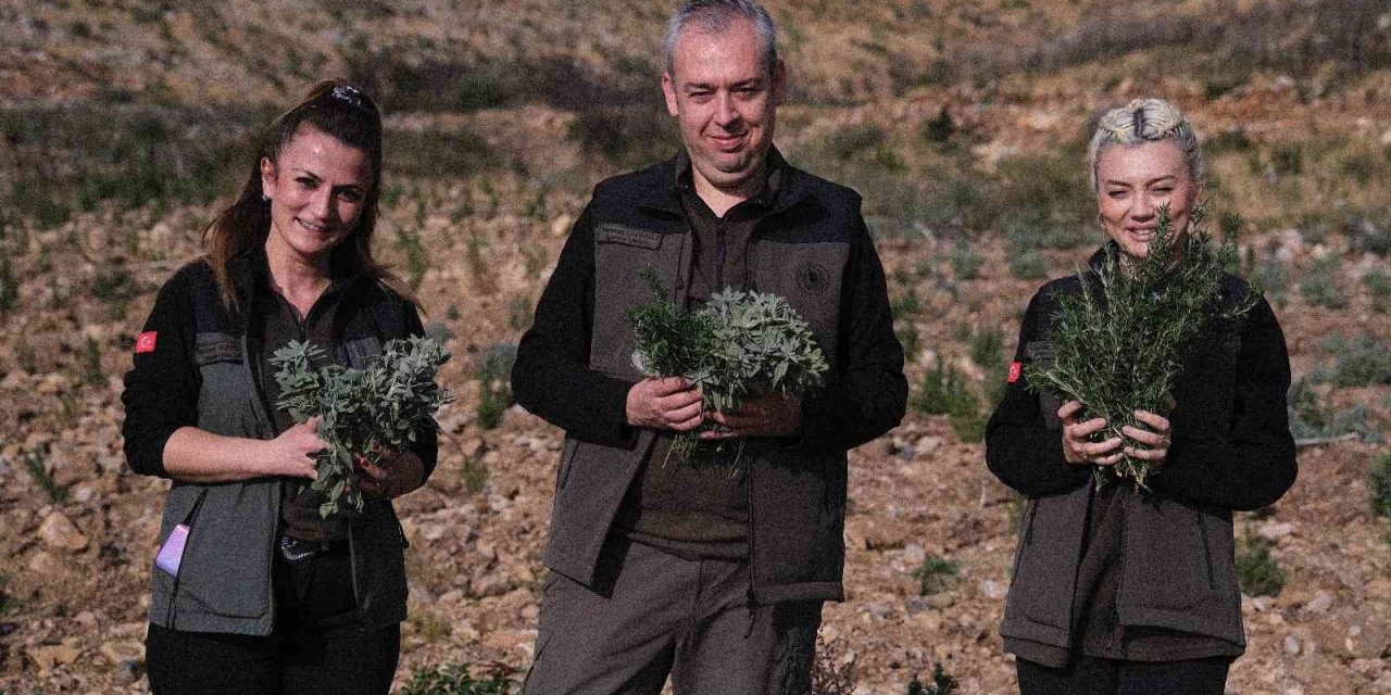 Gerence’den yanık kokusu yerine adaçayı ve kekik kokuları geliyor