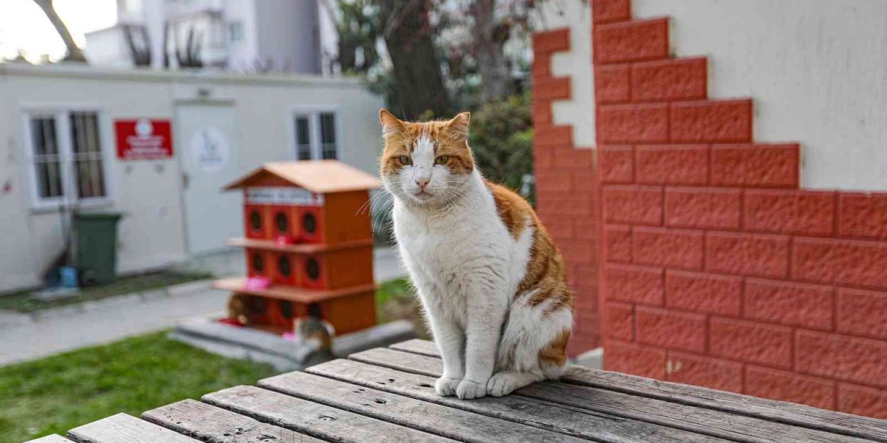 Yeni yılda ‘sıcak yuva’