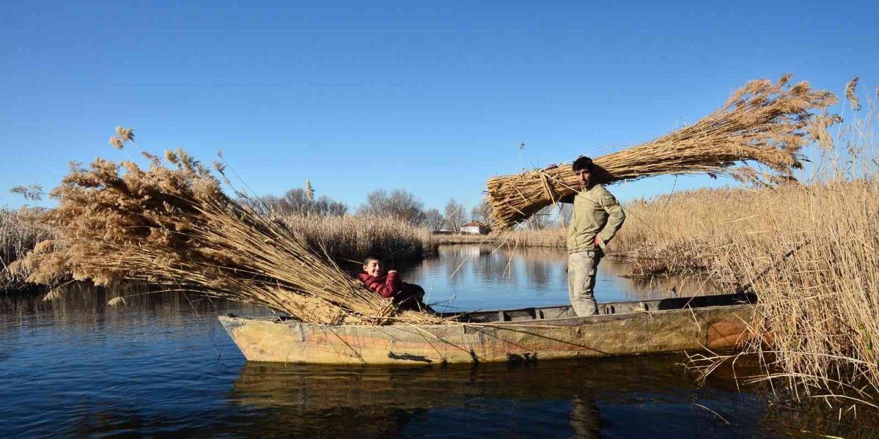 Gökgöl’ün saz otu Avrupa’ya ihraç ediliyor