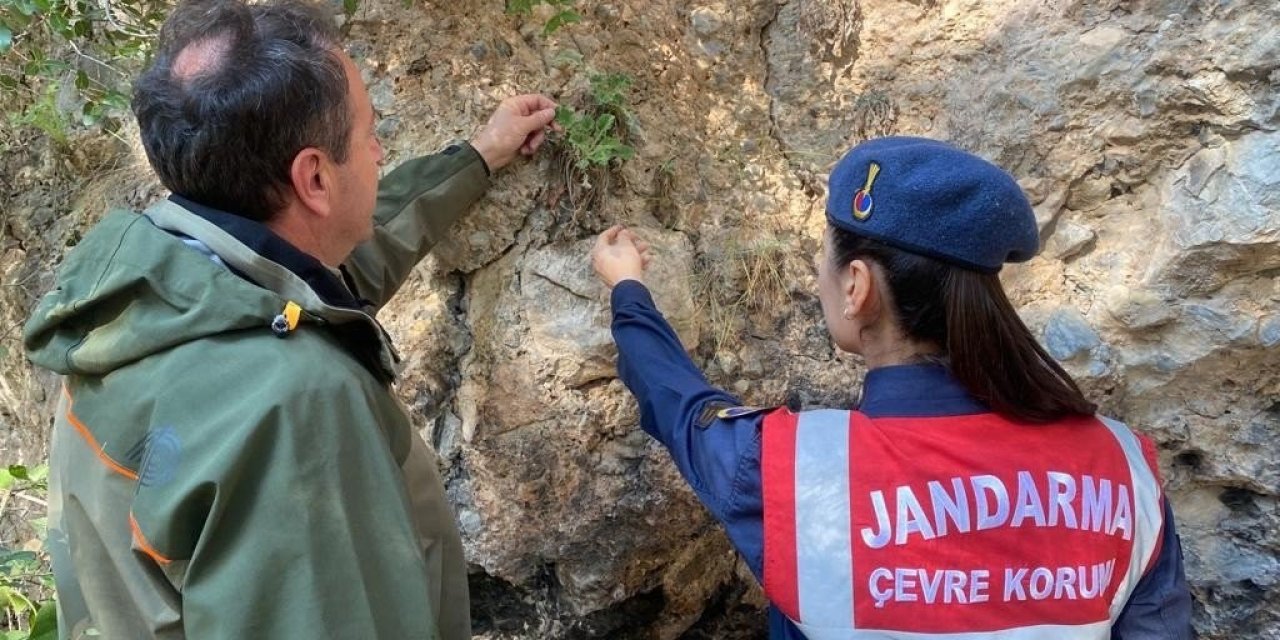 Jandarmadan “endemik tür” devriyesi