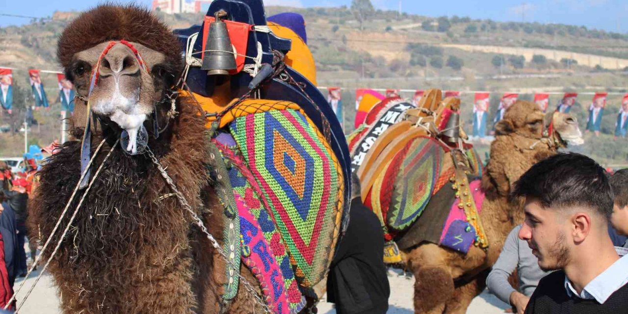 Gelin gibi süslenen milyonluk develer arenada boy gösteriyor