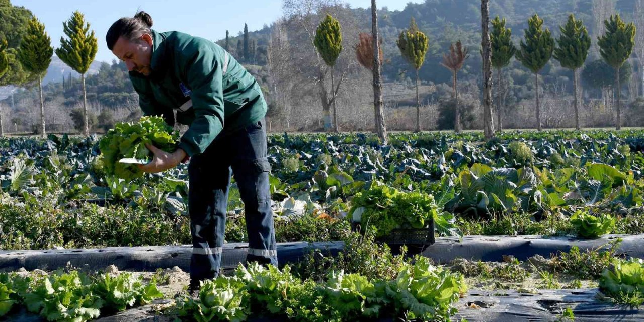 Kuşadası Adabahçe’de kış hasadı başladı