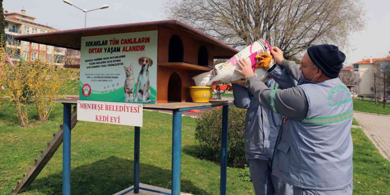 Menteşe Belediyesi sokaktaki can dostları unutmadı