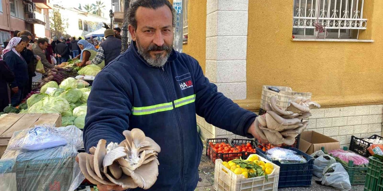 Kırmızı etin alternatifi istiridye mantarına ilgi arttı