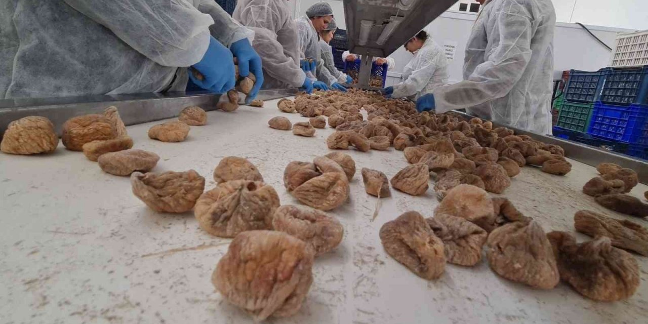 ÖRKOOP ilk ihracatını incirle yaptı