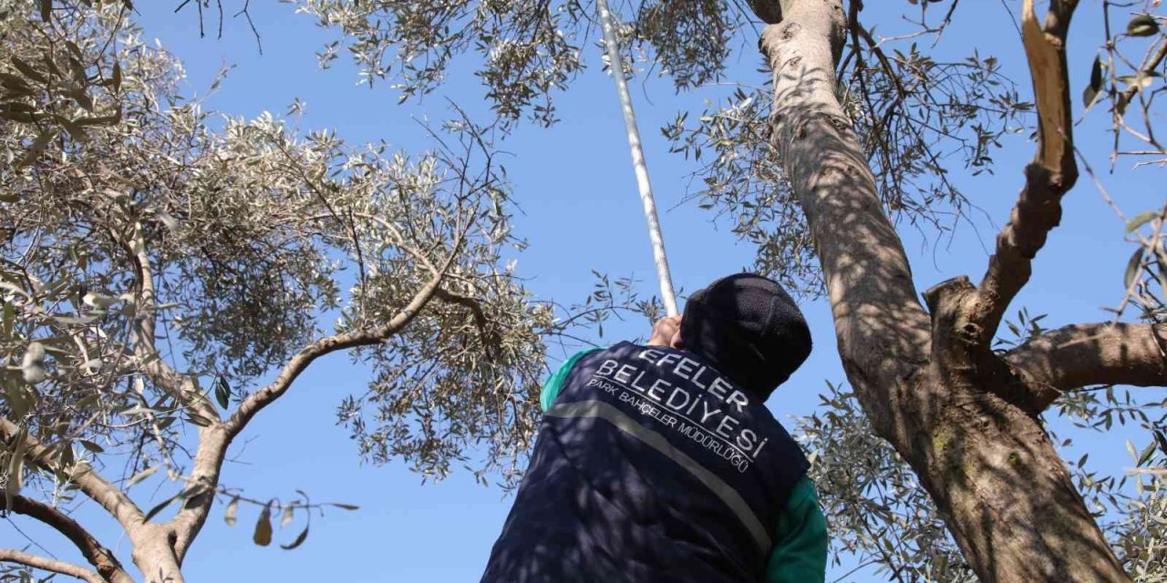 Efeler’de zeytin ağaçları budanmaya başladı