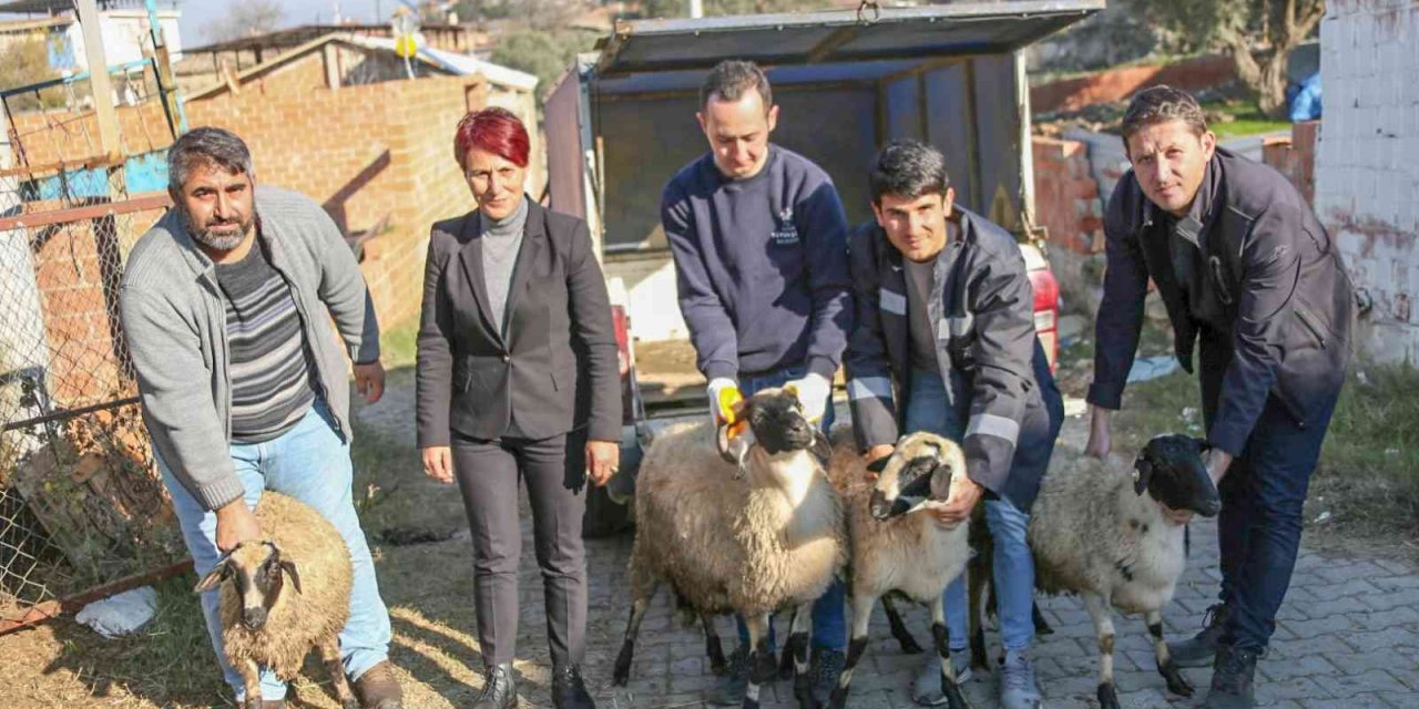 Başkan Çerçioğlu koyunları telef olan üreticiye destek oldu