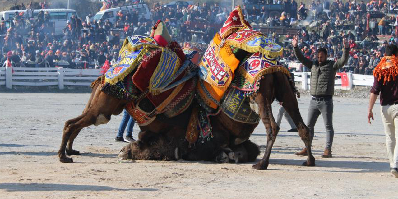 Aydın’da deve güreşleri panayır havasında geçti