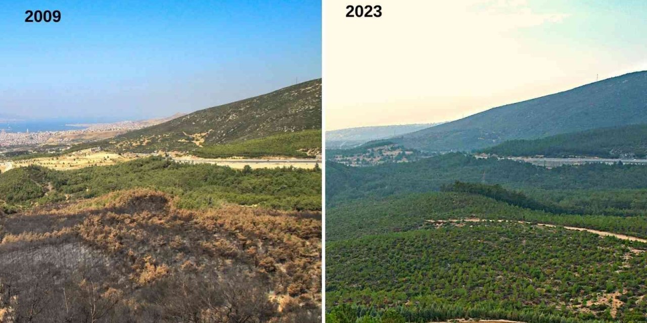 İzmir’in akciğerleri, yangından 14 yıl sonra yeşerdi