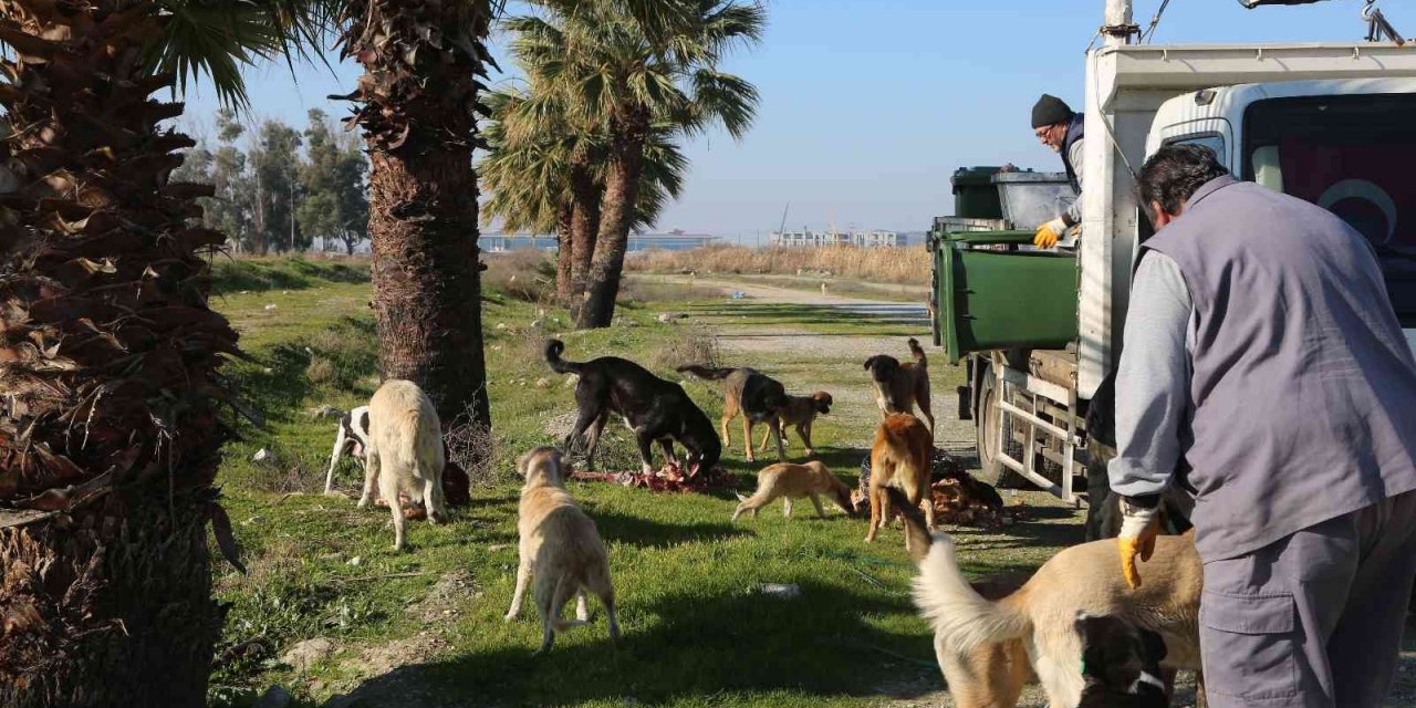 Efeler Belediyesi ekipleri israfı önleyerek can dostları besliyor