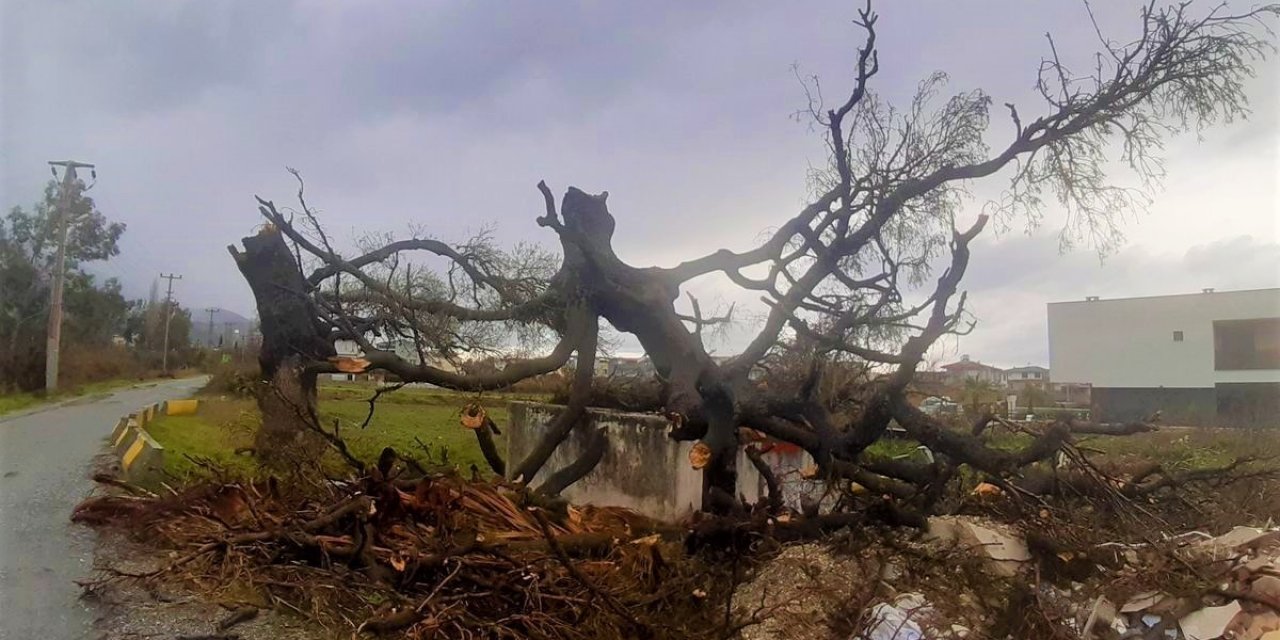 Fırtına, 2 asırlık ağacı devirdi