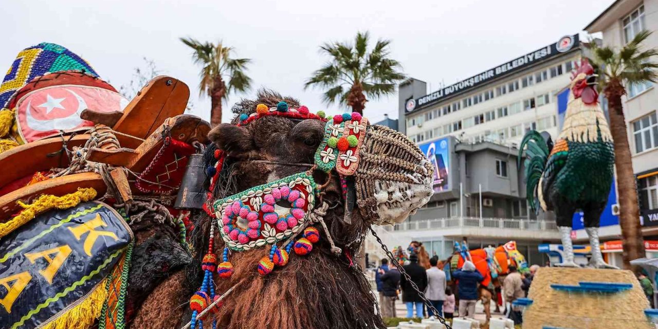 Pehlivan develer görücüye çıkıyor