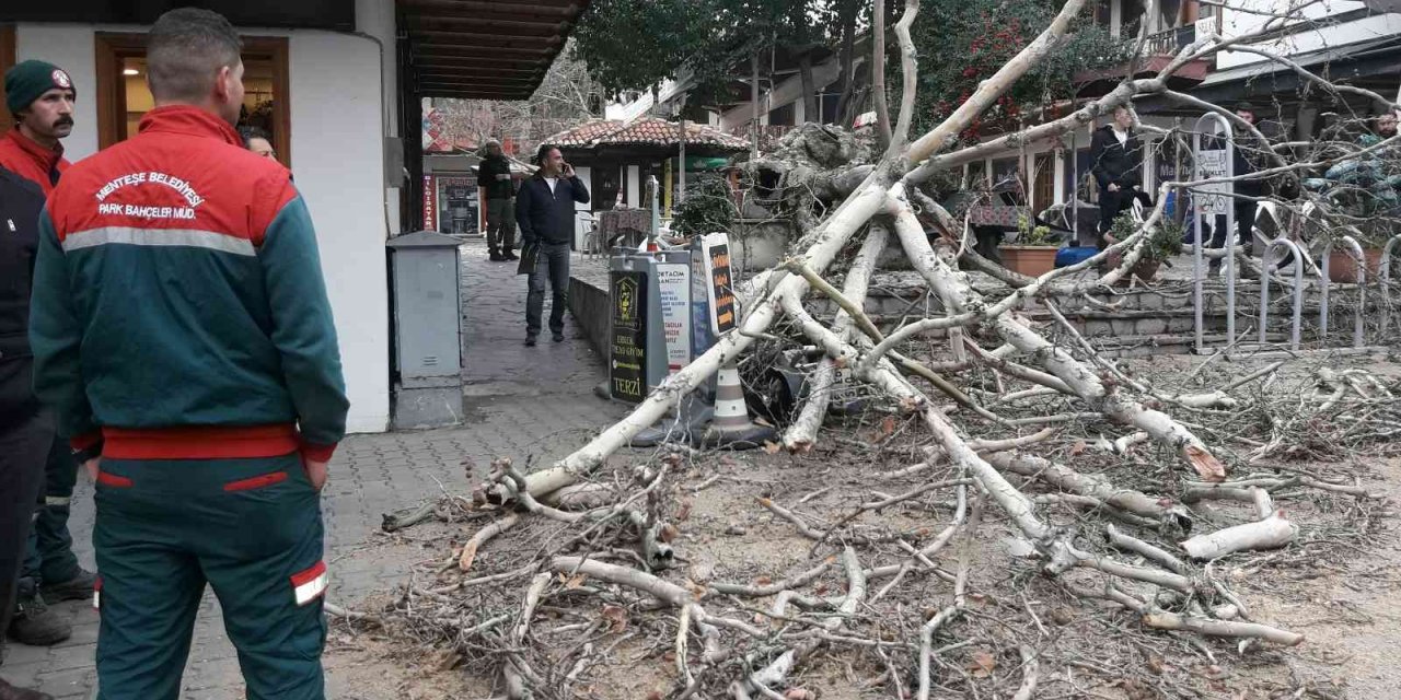 110 yıllık tescilli Çınar devrildi
