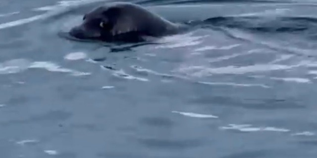 Bodrum’un müdavimi oldu