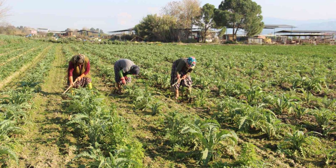Aydın’da çapacı kadınlar yevmiyelerin düşüklüğünden dert yandı