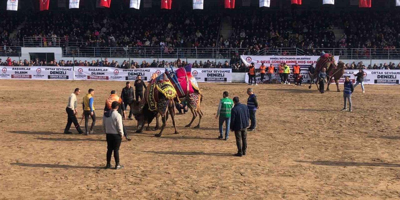Denizli’de 120 pehlivan deve güreşmeye başladı