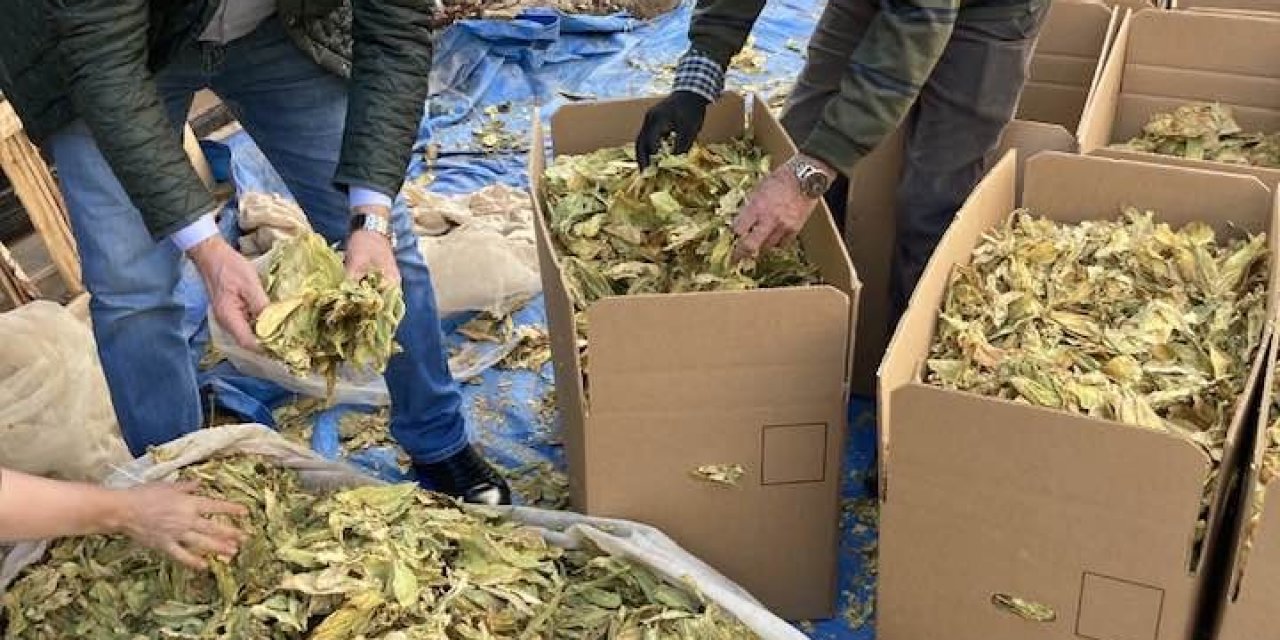 Karacasu’da tütünler paketlenmeye başladı, üreticiyi para kazanamama telaşı sardı