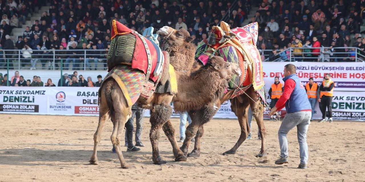 On binler deve güreşi heyecanını hep birlikte yaşadı