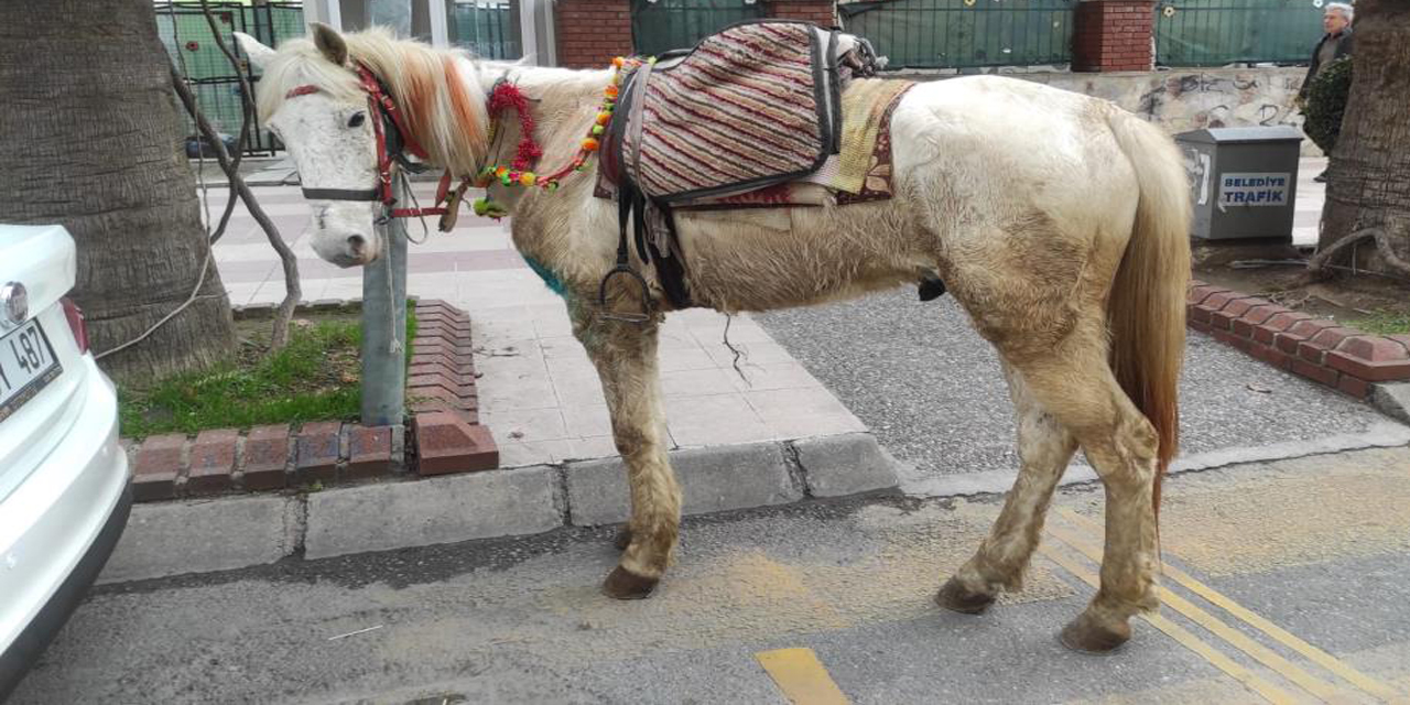 Beyaz atlı kovboy uyarıları dinlemedi, trafik ekipleri atını bağladı
