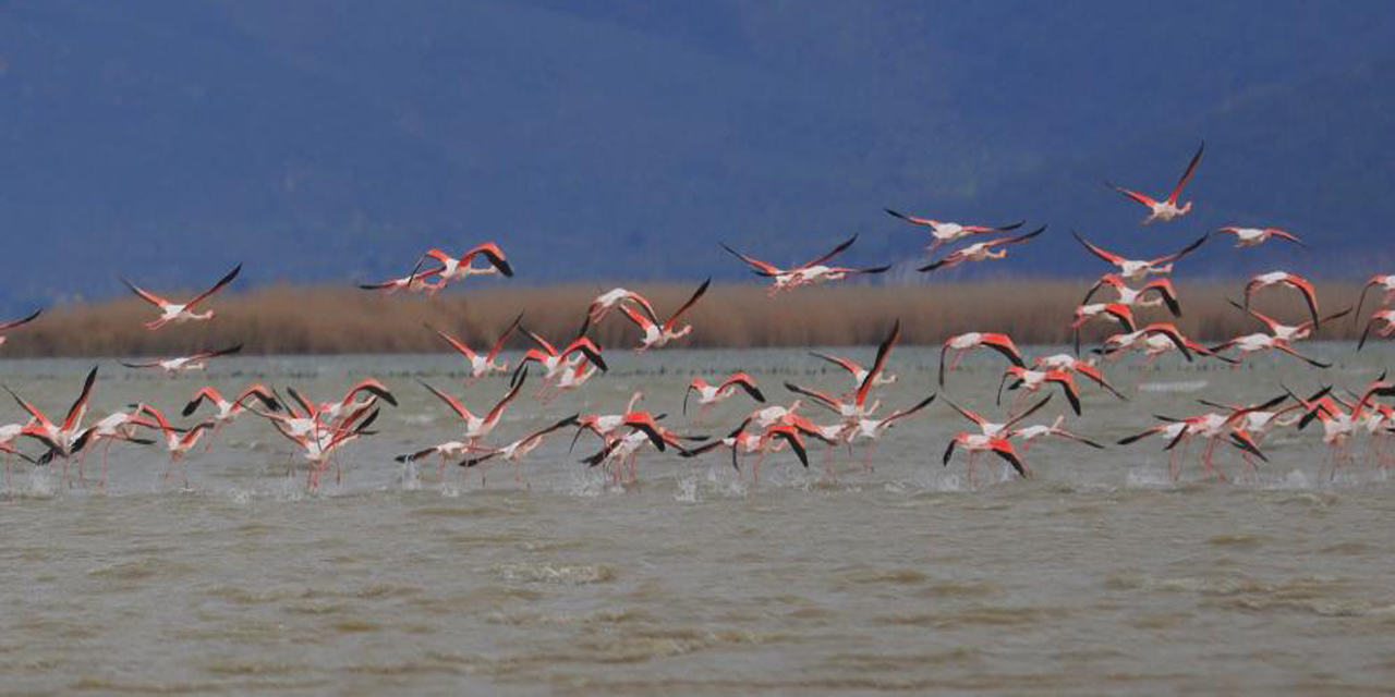 Bafa Gölü’nün balerinleri, görsel şölen oluşturdu
