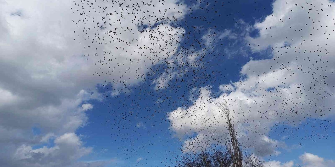 Manisa’da sığırcık kuşlarının dansı hayran bıraktı