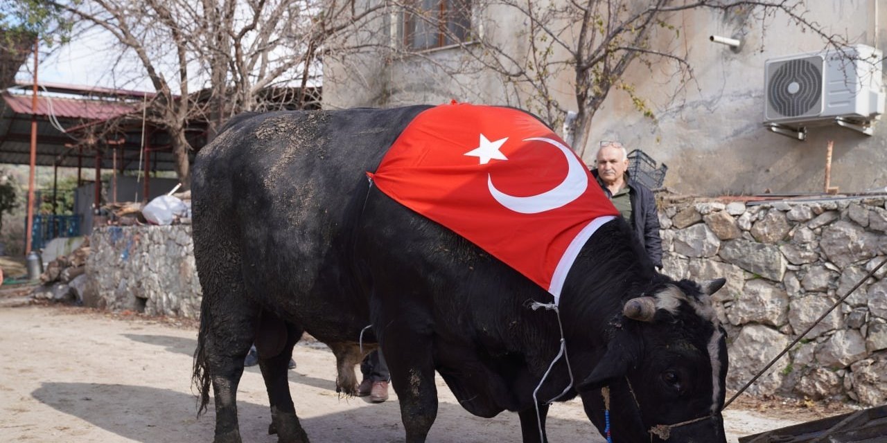 200 bin liraya satıldı, 933,5 kilo karkas et çıktı