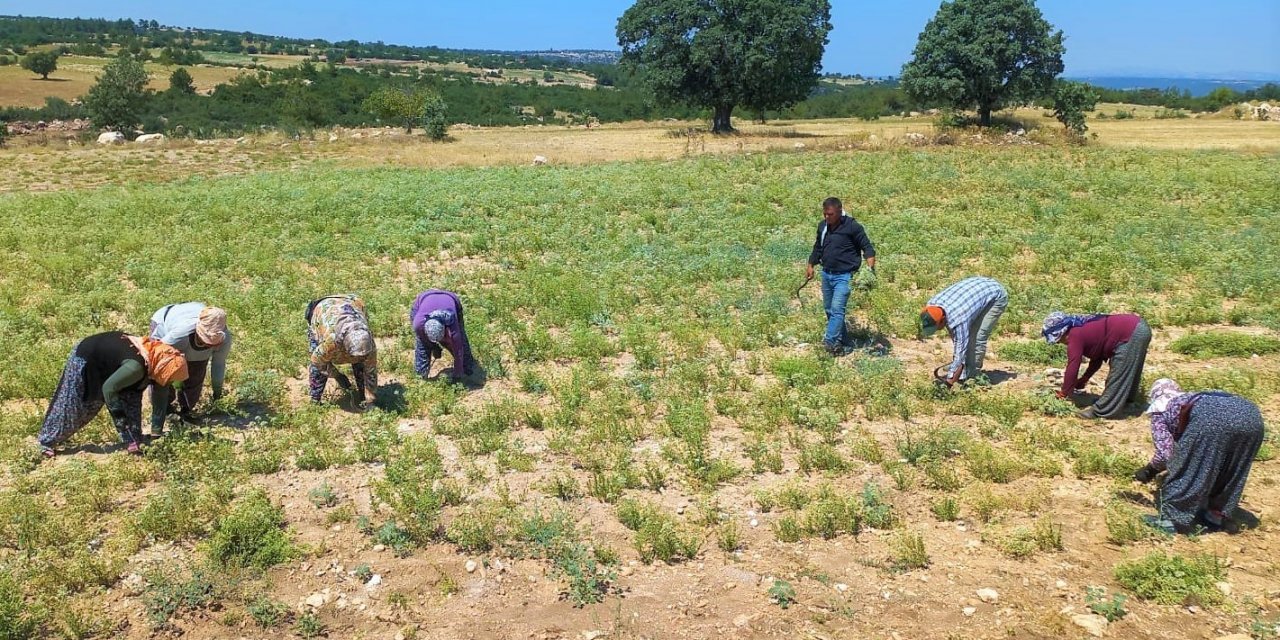 Denizli kekikten 66 milyon dolar ihracat geliri elde etti