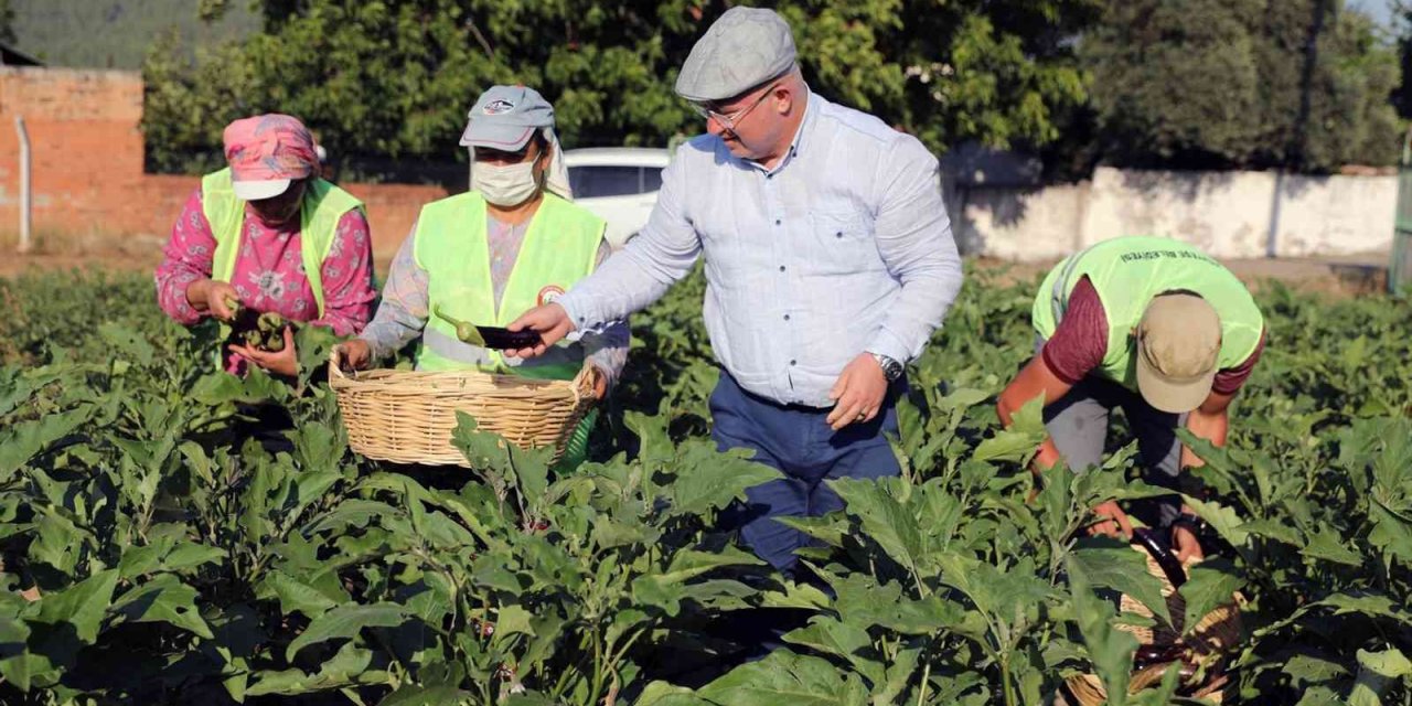 Menteşe Belediyesi ‘Tohum Bankası’ kuruyor