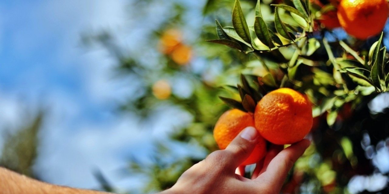 Belediye, elde kalan mandalinaları satın alacak