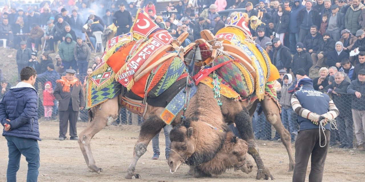 Bergama Deve Güreşleri için geri sayım başladı