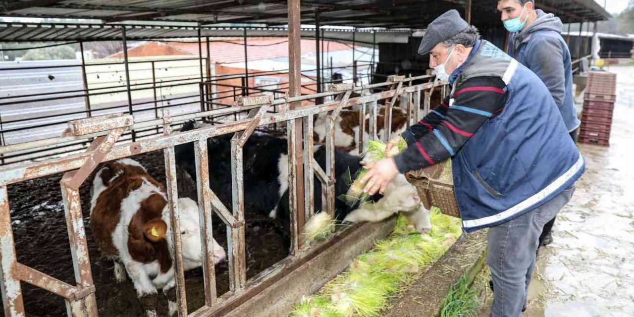 Buca’da günde 5 ton hasıl yem üretimi
