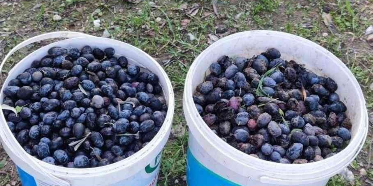 Zeytin hırsızı suçüstü yakalandı
