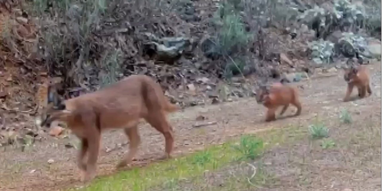Muğla’da nesli tükenmekte olan karakulaklar fotokapan ile görüntülendi