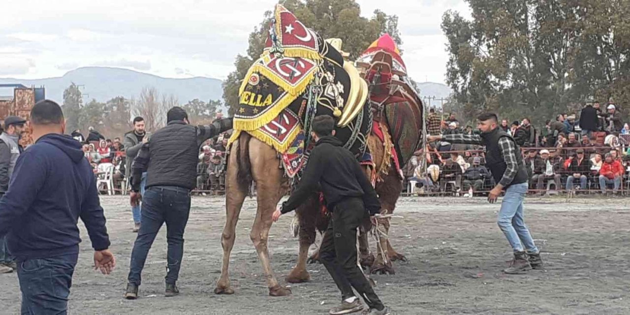 Didim’de deve güreşlerine yoğun ilgi