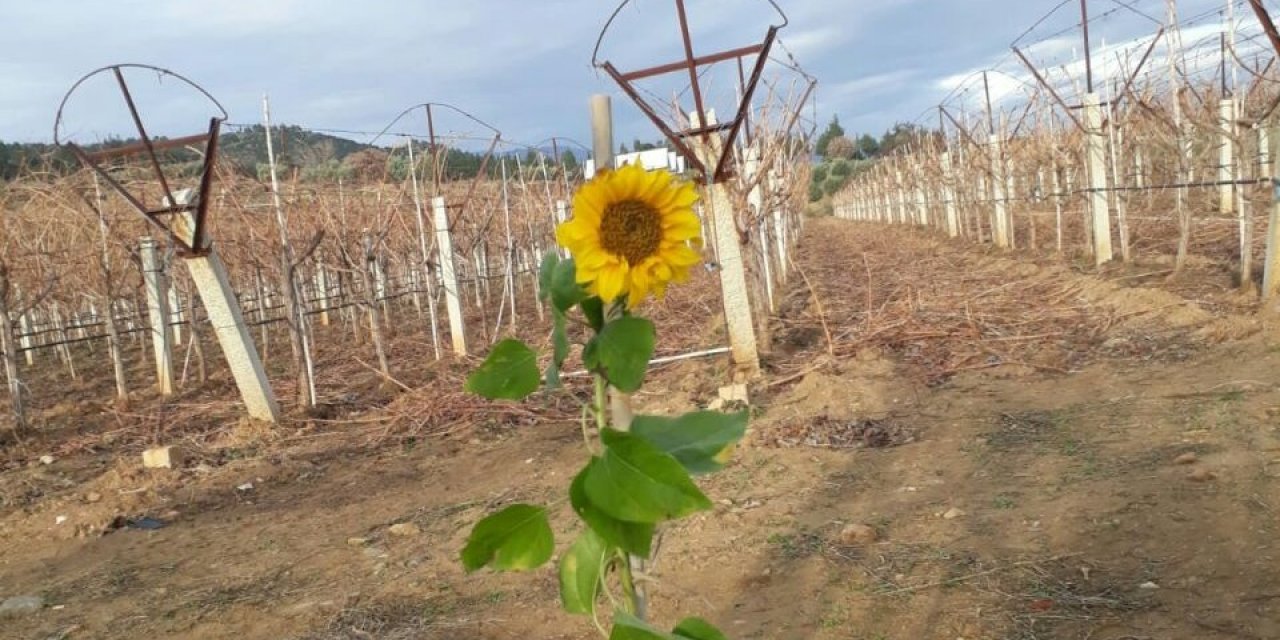 Ocak ayında ayçiçeği açtı