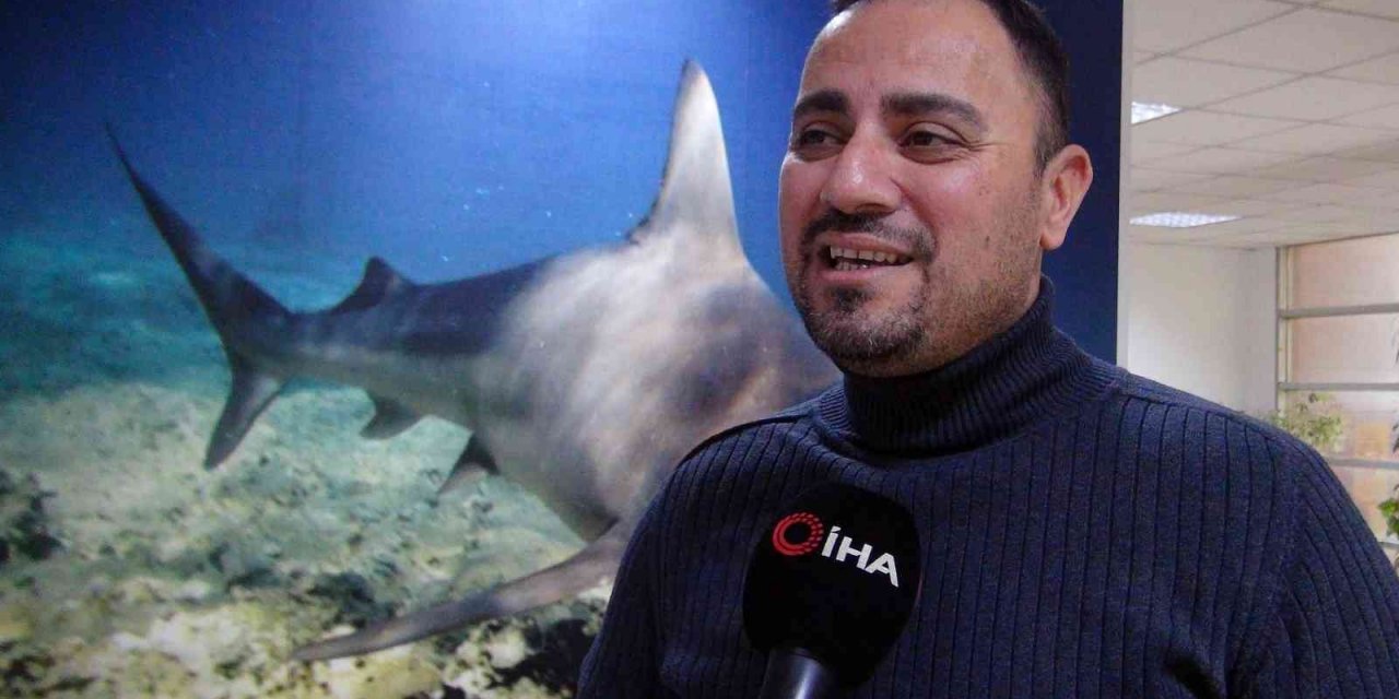 Koruma altındaki köpekbalığı, kıyıya yakın görüntülendi