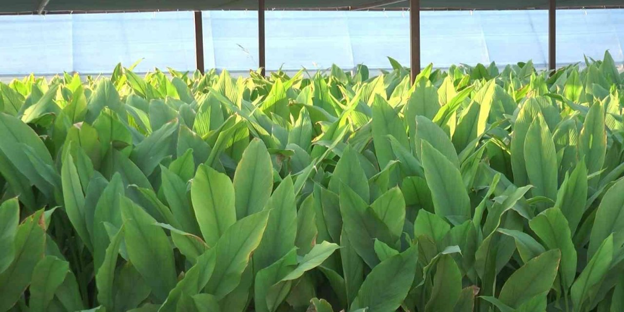 Şifa kaynağı Zerdeçal Bodrum’dan dünyaya ihraç ediliyor