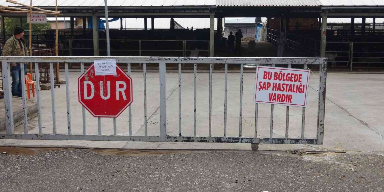 Denizli’de şap alarmı